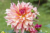 Dahlia 'Dutch Delight', flower