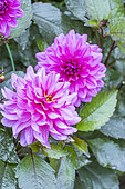 Dahlia 'Purple Fly', flowers