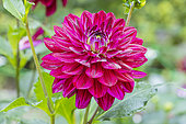 Dahlia 'King Arthur', flower