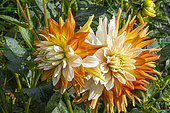 Dahlia 'Porthos', flowers