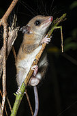 Mouse Opossum (Marmosops sp) - Kaw Mountain, French Guiana Fr.