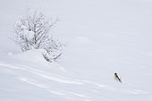 White-winged Snowfinch (Montifringilla nivalis) in the snow, Mont Ventoux, Provence, France