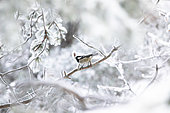 Coal tit (Periparus ater) on a snow-covered branch, Mont Ventoux, Provence, France