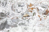 Crested tit (Lophophanes cristatus) on a snow-covered branch, Mont Ventoux, Provence, France