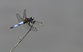 Scarce Chaser (Libelulla fulva) on a twig, Vosges du Nord Regional Nature Park, France