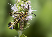 Male Clearwing moth (Chamaesphecia empiformis) on mint flowers. Vosges du Nord Regional Nature Park, France