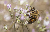 Honey bee (Apis mellifera) on gypsophila flowers, Vosges du Nord Regional Nature Park, France