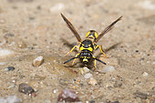 Mason wasp (Parodontodynerus sp) harvesting mud, Vosges du Nord Regional Nature Park, France