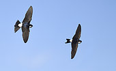 House martins (Delichon urbica) in flight - Digital composition - Vosges du Nord Regional Nature Park, France