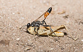 Prionyx (Prionyx kirbii) carrying a cricket to its gallery, Vosges du Nord Regional Nature Park, France