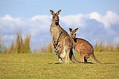 Eastern grey kangaroos (Macropus giganteus), group, females with young in bag, standing vigilantly in a green meadow, Maloney Beach, New South Wales, Australia, Oceania