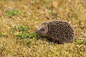 European hedgehog (erinaceus europaeus), juvenile, on a meadow orchard, wildlife, Wilnsdorf, North Rhine-Westphalia, Germany, Europe