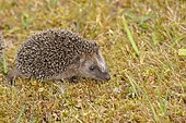 European hedgehog (erinaceus europaeus), juvenile, foraging on the lawn in a garden, Wildlife, Wilnsdorf, North Rhine-Westphalia, Germany, Europe