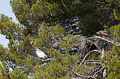 Short-toed Snake-Eagle (Circaetus gallicus) with a prey item, arriving in flight at its feeding ground, Pays de la Loire, France