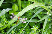 Banded darter (Sympetrum pedemontanum) male on a leaf