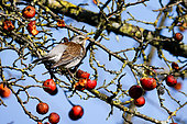 Fieldfare (Turdus pilaris) in an apple tree in autumn, Normandy, France