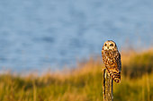 Short-eared owl (Asio flammeus) on a stake, Baie de l'Aiguillon, Poitou Charente, France