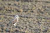Short-eared owl (Asio flammeus) in a ploughed field, Mont Saint Michel Bay, Normandy, France