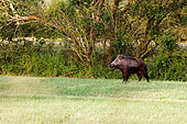 Eurasian wild boar (Sus scrofa), male in a wet meadow, Marais Breton, Pays de la Loire, France
