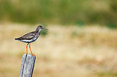 Redshank (Tringa totanus) on a stake in spring, Brière Regional Nature Park, Loire Atlantique, France
