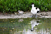 Pied Avocet (Recurvirostra avosetta) protecting its 2-day-old chicks, Guérande salt marsh, Loire-Atlantique, France