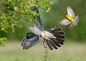 Cuckoo (Cuculus canorus) in flight been chase by a yellowhammer (Emberiza citrinella), England