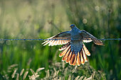 Cuckoo (Cuculus canorus) landing on a barbed wire, England
