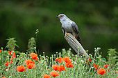 Cuckoo (Cuculus canorus) perched on a post amongst poppies, England