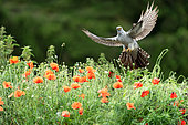 Cuckoo (Cuculus canorus) flying over poppies (Papaver rhoeas), England