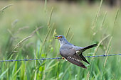 Cuckoo (Cuculus canorus) on a barbed wire, England