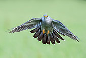 Cuckoo (Cuculus canorus) in flight, England
