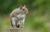 Grey squirrel (Sciurus carolinensis) standing on a post, England