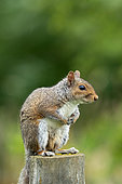 Grey squirrel (Sciurus carolinensis) standing on a post, England