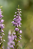 Common heather (Calluna vulgaris) flowers, Côtes-d'Armor, France