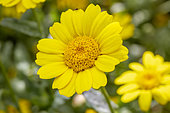 Corn Marigold (Glebionis segetum), Cotes-d'Armor, France