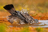 Common wood pigeon or common woodpigeon (Columba palumbus), on the ground, drinking and bathing in a water hole, Penalajo, Castilla, Spain, Europe