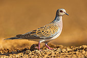 European turtle dove (Streptopelia turtur) ,on the ground, private property, Province of Castilla-La Mancha, Spain, Europe