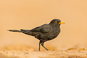 Blackbird ( Turdus merula), adult male near a water hole, private property, Province of Castilla-La Mancha, Spain, Europe