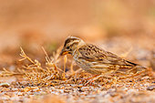 Rock Sparrow (Petronia petronia), looking for seeds on the ground, private property, Province of Castilla-La Mancha, Spain, Europe