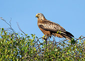 Red kite (Milvus milvus) perched in a tree, England