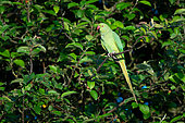 Ring-necked parakeet (Psittacula krameri), England