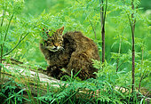 Scottish Wildcat (Felis silvestris) resting on a tree, England