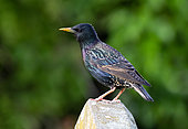 Starling (Sturnus vulagaris) perched on top of a tombstone, England