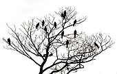 Red kite (Milvus milvus) silhouette, England