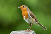 Robin (Erithacus rubecula) perched on a tombstone, England