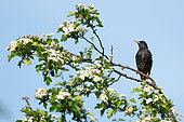 Starling (Sturnus vulagaris) perched on an hawthorn, England