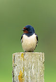 Swallow (Hirundo rustica) perched on fence post, England