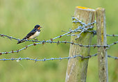 Swallow (Hirundo rustica) perched on a barbed wire, England