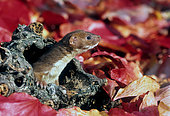 Weasel (Mustela nivalis) amongst leaves, England