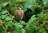 Weasel (Mustela nivalis), England